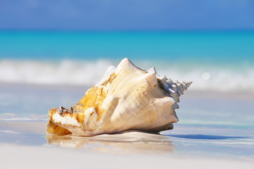 Fototapeta na wymiar A large seashell on white sand on the shore of the emerald sea. 