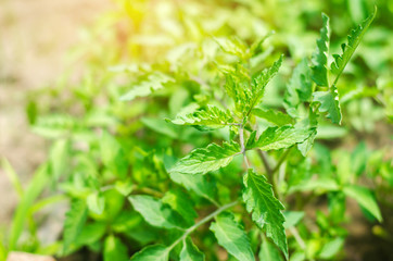 young green seedlings of tomatoes, ready for transplant in the field, farming, agriculture, vegetables, eco-friendly agricultural products, agroindustry, close-up