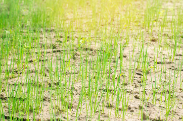 Obraz premium young green leek or onions growing in the field or garden, farming, agriculture, vegetables, eco-friendly agricultural products, agro-industry, close-up