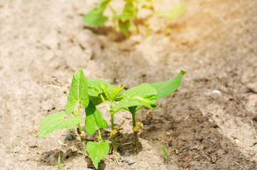 A bush of young kidney beans with seeds grows in the soil on the field. fresh vegetable, organic food. family of legumes. young shoots. agro-culture, farming, close-up, detox, vegetarian food