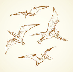 Pterodactyl. Vector drawing © Marina