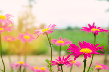 Obraz na płótnie Canvas pink daisies in the garden. natural wallpaper, background for design, place for text, spring flowers