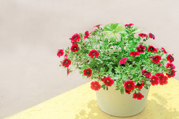 pot with red petunyami, beautiful spring and summer flowers for the house, garden, balcony or lawn, natural wallpaper, space for text