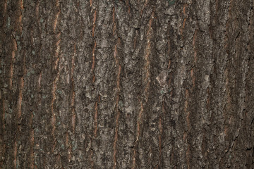 the texture of the tree bark