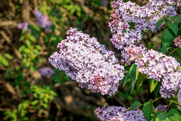 blue blooming lilac