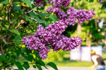 purple blooming lilac