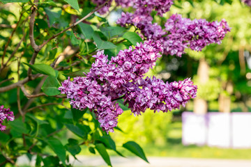 purple blooming lilac