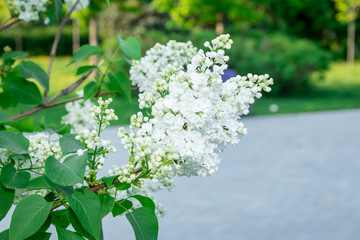 white blooming lilac