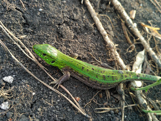 The bright green lizard on the black ground with dried twigs. The lizard was not fully included in...