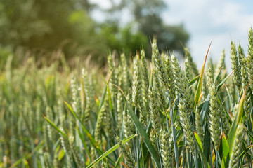 spikelets on the field