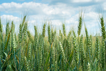 spikelets on the field