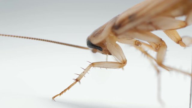 cockroach on white background