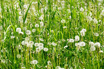 White dandelions in the grass