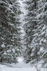 Snowy path