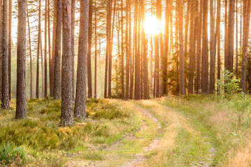 Obraz premium Forest trail