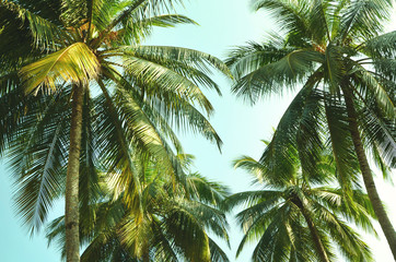 Fototapeta na wymiar view from below on a tops of coconut green palms against the blue sky background..