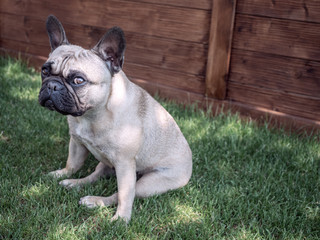 French bulldog sitting on the grass in the garden and looking at camera.