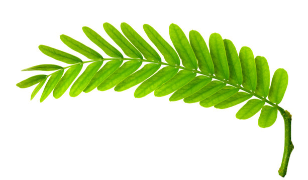fresh tamarind leaves isolated on white background