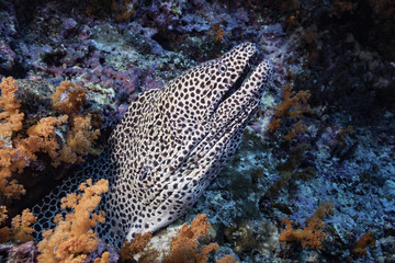Laced moray eel in coral reef at Banda Sea, Indonesia 