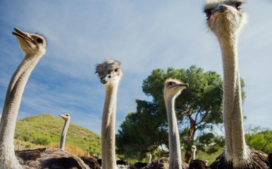Ostrich flock