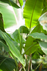 tropical jungle leaves of a banana tree in a greenhouse, can be used as background