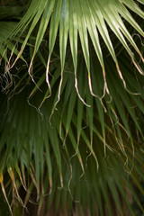 tropical jungle palm tree leaves in a greenhouse, close up, can be used as background