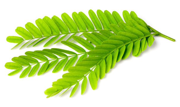 7 672 Best Tamarind Leaf Images Stock Photos Vectors Adobe Stock