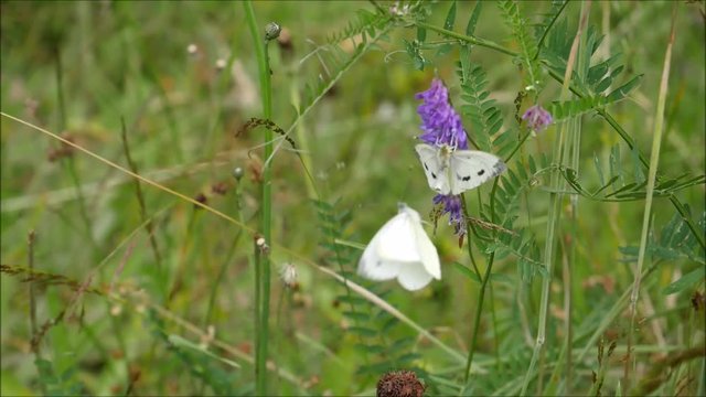 Paarung zweier Wei&szlig;linge auf einer Sommerwiese