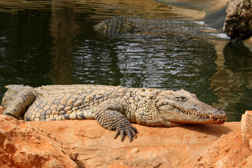 Crocodile