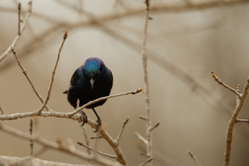Greater blue-eared starling