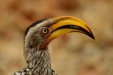 Yellowbilled Hornbill