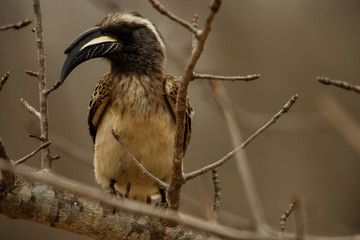 Grey Hornbill