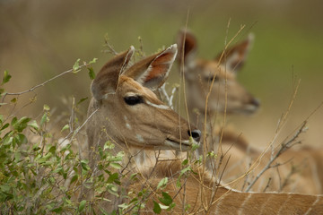 Kudu cow