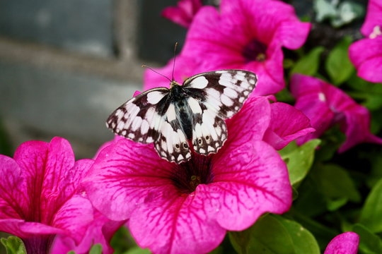 Motyle Bilder Durchsuchen 1,284 Archivfotos, und