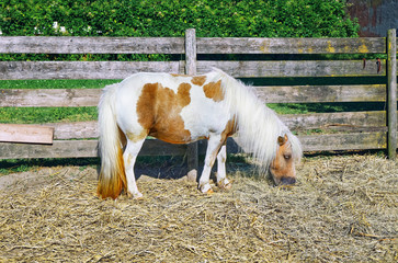 Photo of Pony, domestic horse pastures farm