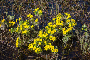 Marsh Marigold in Odrynki village in Podlasie, Poland