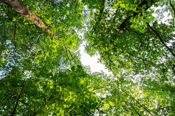 Fototapeta premium treetops
