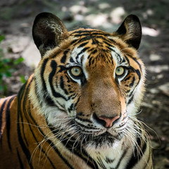 Close up tiger.