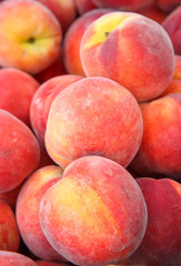 Close-Up of Fresh Picked Peaches