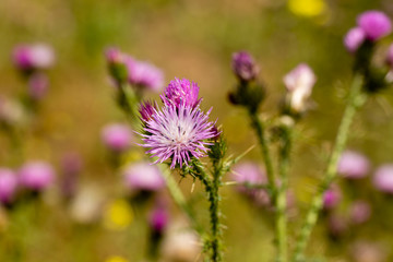 flower isolated from the background in a meadow of a vacant lot in Madrid