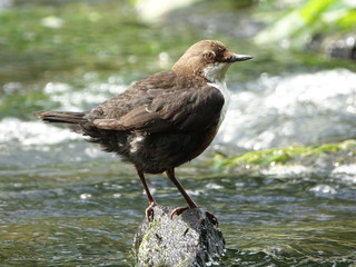 Dipper (Cinclus cinclus)