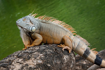 Costa Rica Tortuguero Iguana.