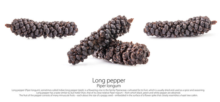 Long pepper (Piper longum) isolated on white background