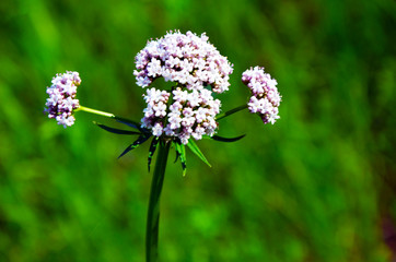 beautiful white flower on green background of nature