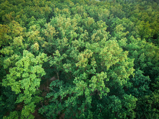 Naklejka premium The top of the forest at sunset