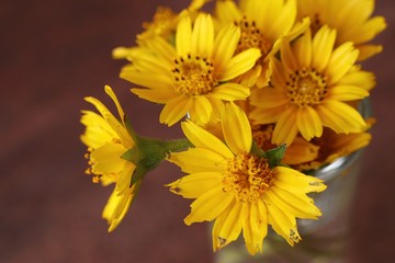 Daisy flowers in the vase