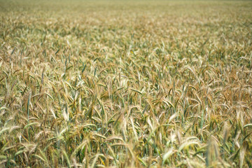 spikelets on the field