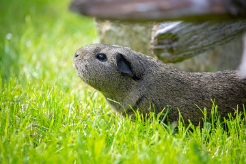 Meerschweinchen draußen