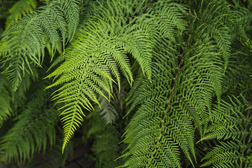 Beautyful ferns leaves green natural background. Fern leaf with water drops in natural background.