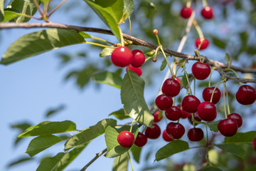 Obraz premium cherry orchard, berries on branches
